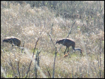 Sand Hill Cranes and San Felasco Hammock 031