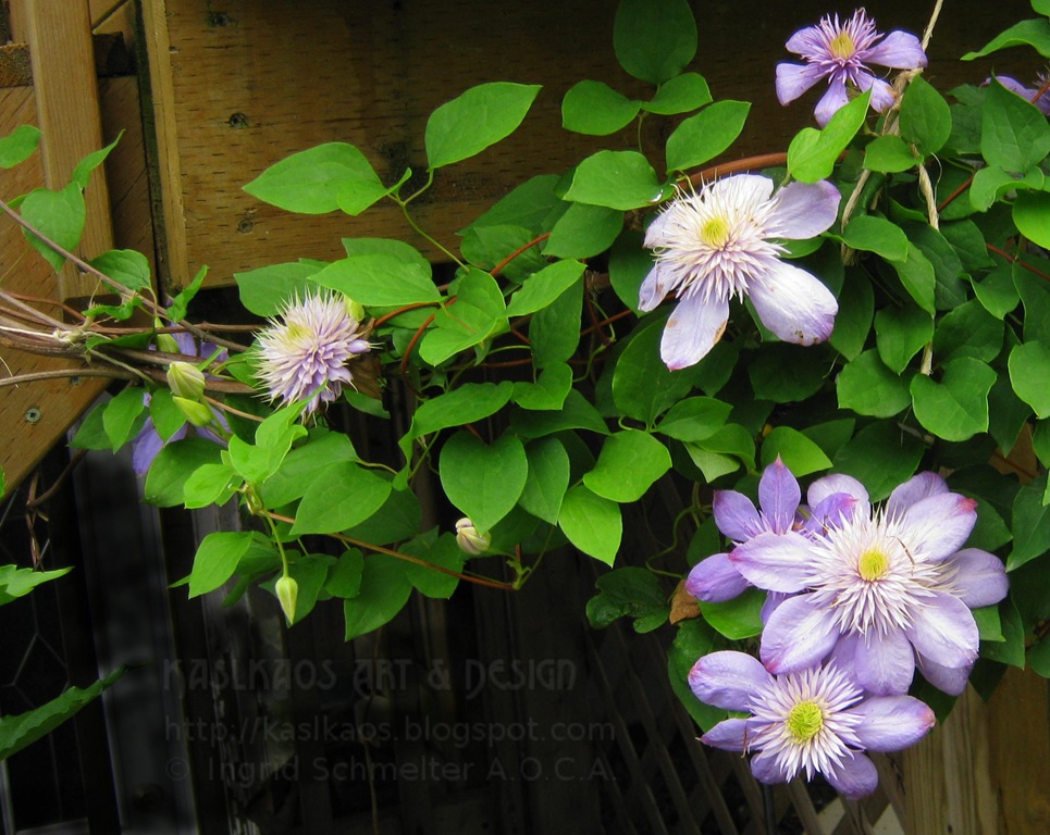 [clematis72%255B4%255D.jpg]