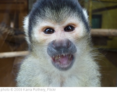 'Squirrel Monkey' photo (c) 2009, Karra Rothery - license: http://creativecommons.org/licenses/by/2.0/