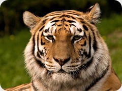 tigre siberiano tigre siberiano