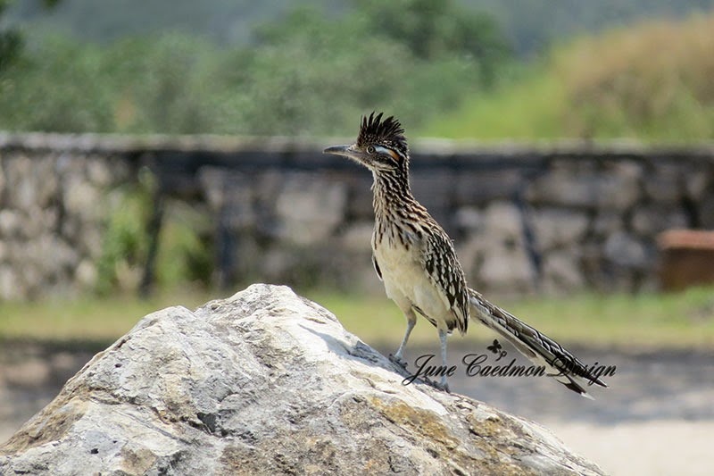 [Roadrunner23.jpg]