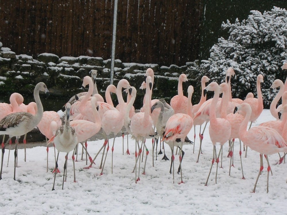[snowyflamingo%255B3%255D.jpg]