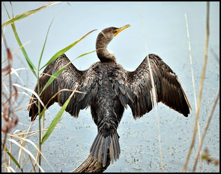 02b - birds - Cormorant