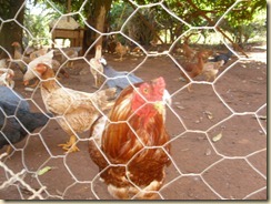 IMG_0263 IMG_0263