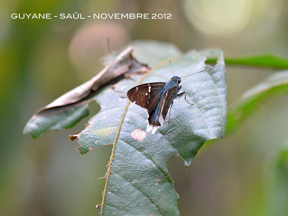 Urbanus virescens (MABILLE, 1877). Saül, novembre 2012. Photo : M. Belloin