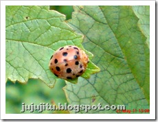 Kumbang Koksi ‘Twentyeight-spotted Potato Ladybird’ (Henosepilachna vigintioctopunctata) 02