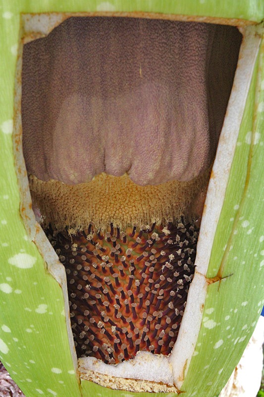 [110625_Amorphophallus-titanum_21%255B3%255D.jpg]
