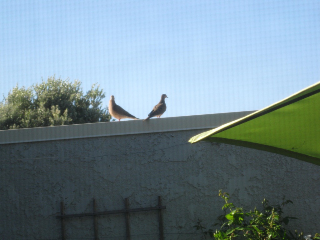 [072512%2520mourning%2520doves%255B4%255D.jpg]