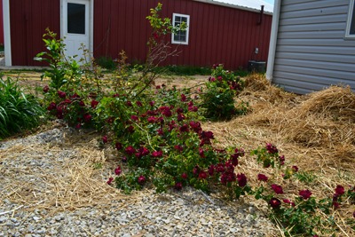 [out%2520of%2520control%2520red%2520rose%2520bush%255B3%255D.jpg]