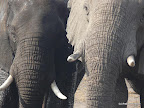 Chobe Nationalpark