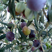 Blauw en groen door elkaar