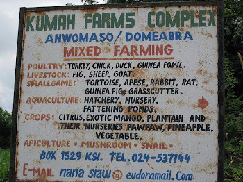 'Visiting the Kumah Farms Complex outside of Kumasi' Photo by Angela Cheng