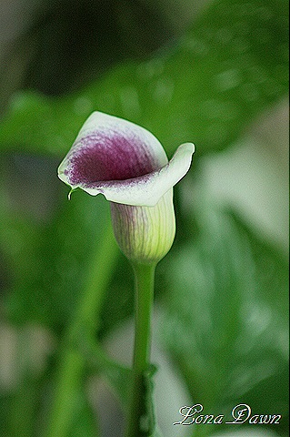 [CallaLily_Picasso%255B7%255D.jpg]