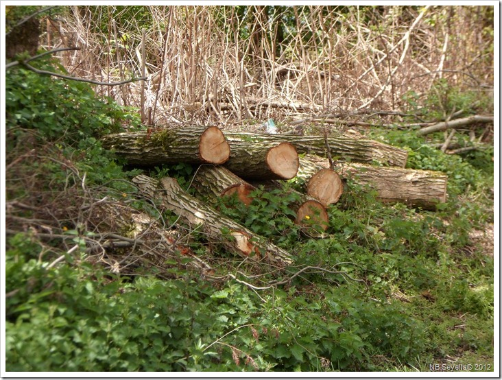 SAM_0129 Logs SAM_0129 Logs