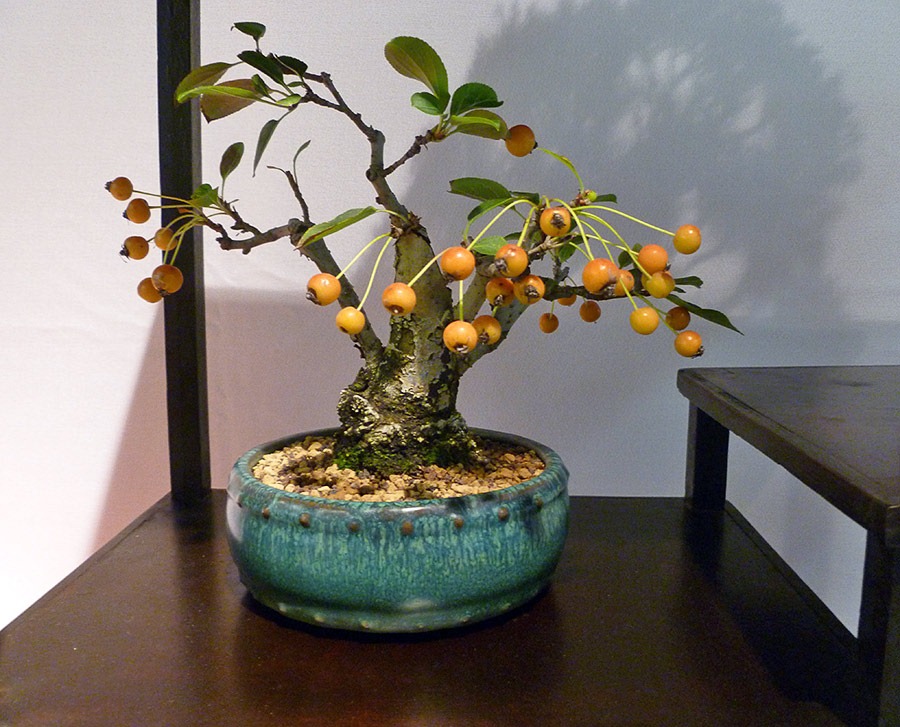 [111023_CapitalCityBonsaiShow_crabapple1.jpg]