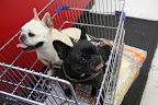 Shopping for Cat Litter?  Puh-lease!