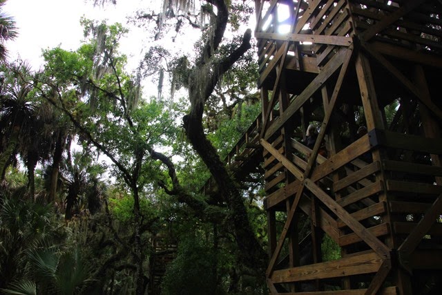 Canopy Walk Myakka 4