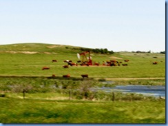 8595 Saskatchewan Trans-Canada Highway 1 - cattle around oil well pump