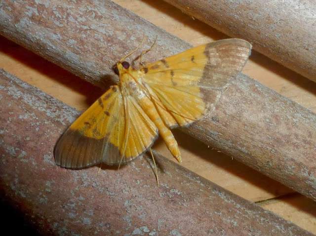 Crambidae : Spilomelinae : Botyodes sp. (?). Parc de Mantadia, 900 m (Madagascar), 27 décembre 2013. Photo : T. Laugier