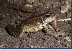 frog eating worm