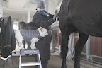 Hi Dolma, you are expertly using the curry comb on Rinze.  I've heard that these tools are important to clean the horse and improve the health of the skin and coat.  It's a good idea since these big boys like to roll in the mud.
