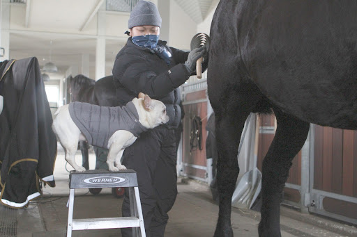 Hi Dolma, you are expertly using the curry comb on Rinze.  I've heard that these tools are important to clean the horse and improve the health of the skin and coat.  It's a good idea since these big boys like to roll in the mud.