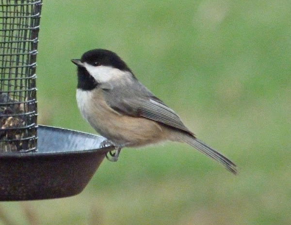 Carolina chickadee | Project Noah