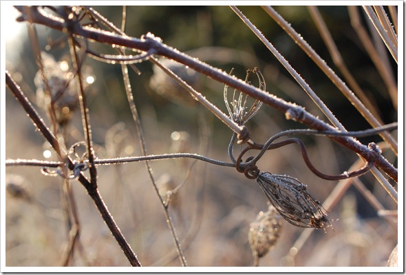 Frosty Morning (1)