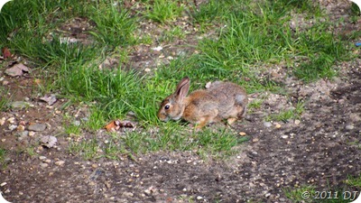 200mm (Here's the Rabbit!)