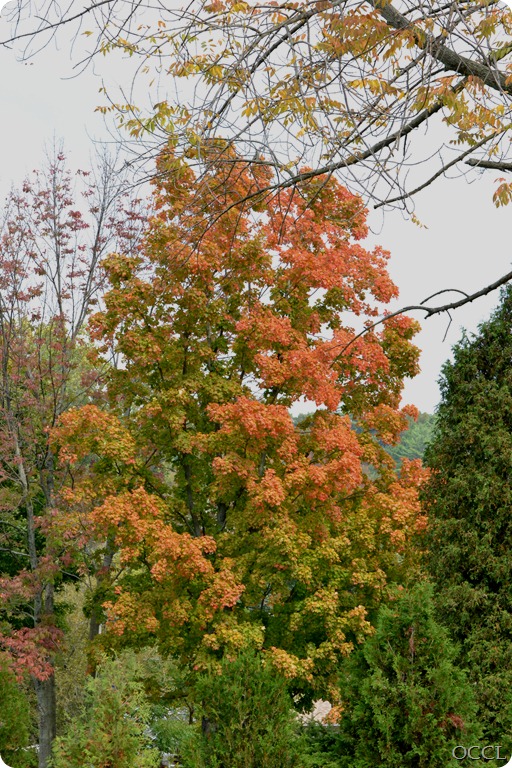 DSC_3662 DSC_3662