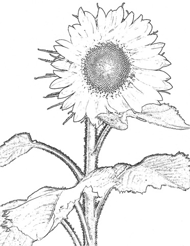 [Sunflower3%255B2%255D.jpg]