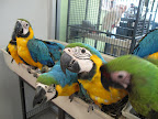 So many very colorful birds - and many don't even have cages!