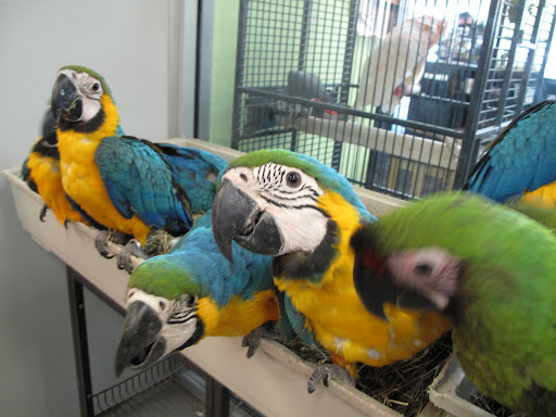 So many very colorful birds - and many don't even have cages!
