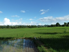 Rice paddies in Northern Thailand, with an experimentation plot in the foreground