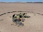 Welwitschia
