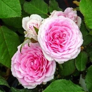 [Rosa%2520Carol%255B7%255D.jpg]
