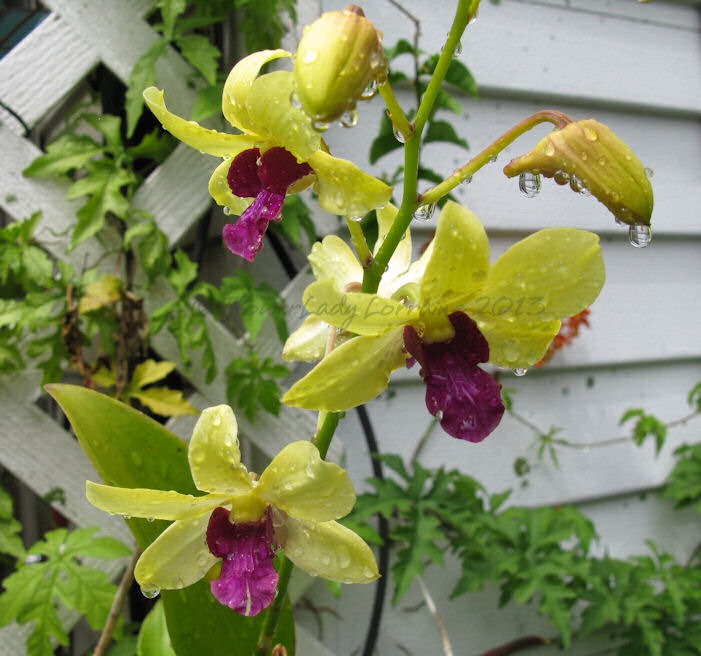 [04-30-d-orchids%255B4%255D.jpg]