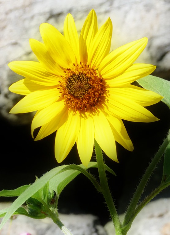 [Sunflower%255B5%255D.jpg]