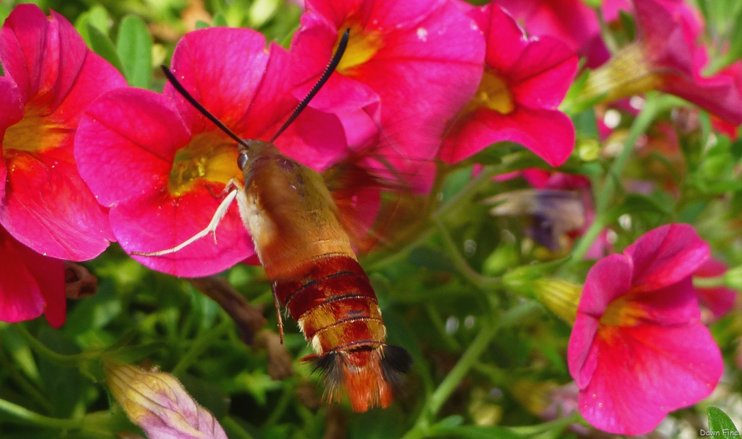 [flower%2520photos_073%255B6%255D.jpg]