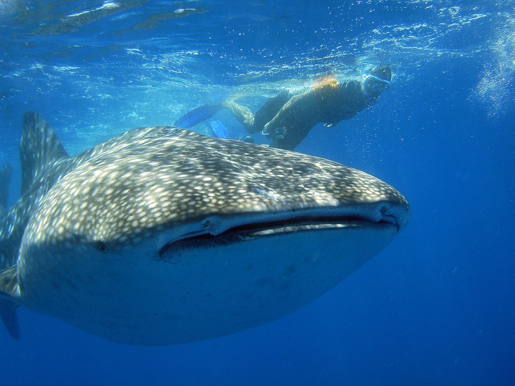 [whale%2520shark%2520ii%255B4%255D.jpg]