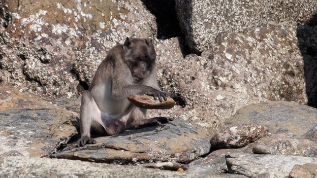 The Burmese long-tailed macaque has developed the ability to use stone tools to crack open shellfish. Macaque monkeys that have developed the ability to use stone tools to open shellfish are in danger of losing the skill because of human development. Photo: BBC news