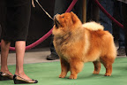 Jan!  Did I hear correctly?  We won Best of Breed?!!!
