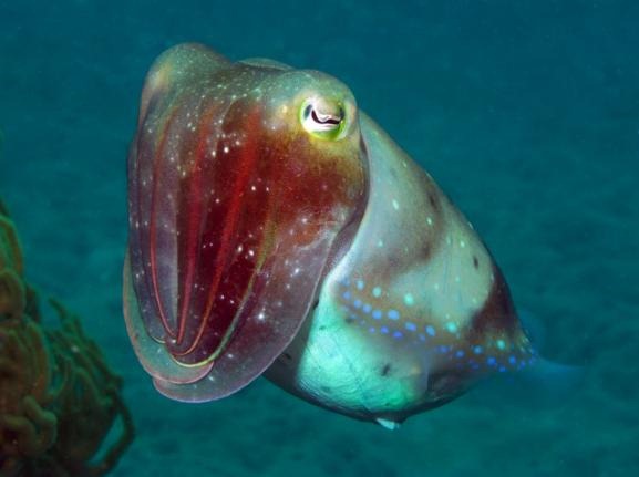 [deep_sea_cuttlefish2.jpg]