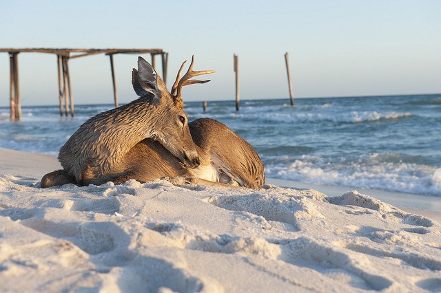 [Deer-Relaxes-in-the-Gulf-Surf4.jpg]