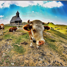 Cow by Simon Kovacic - Animals Other Mammals ( velika planina, pasture, church, slovenia, cow, cows )
