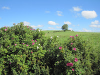 Wild roses