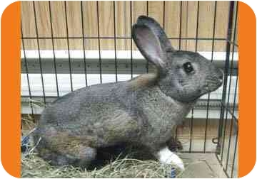 Rabbits tend to trigger fewer allergies, are fastidiously clean and, like cats, they groom themselves. They can easily be trained to use a litter box and do not require daily walks. Madonna here is a very active and curious girl who likes lots of attention! Rabbits tend to trigger fewer allergies, are fastidiously clean and, like cats, they groom themselves. They can easily be trained to use a litter box and do not require daily walks. Madonna here is a very active and curious girl who likes lots of attention!