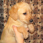 rufus