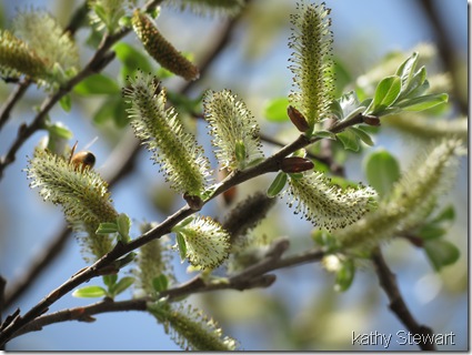 Bee's in the willow catkins
