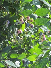 blueberries 7.30.13